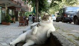 小猫搞笑视频,小猫萌态逗翻网友